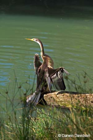 Cleland Wildlife Park-7984