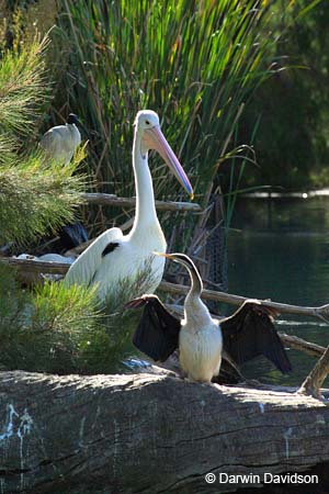 Cleland Wildlife Park-8016