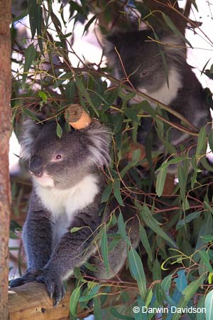 Cleland Wildlife Park-8019