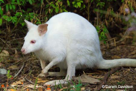 Cleland Wildlife Park-8027