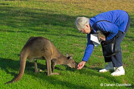 Cleland Wildlife Park-8041