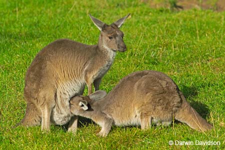 Cleland Wildlife Park-8055