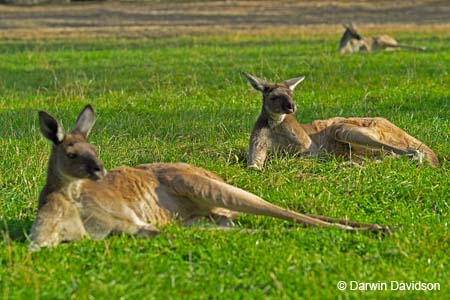 Cleland Wildlife Park-8060