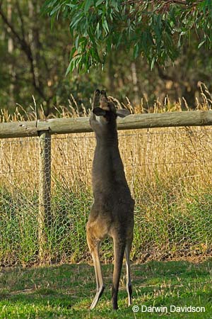 Cleland Wildlife Park-8063