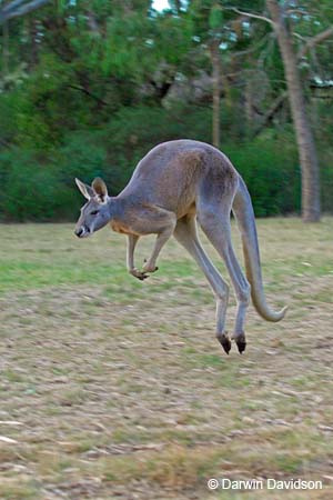 Cleland Wildlife Park-8081