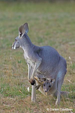 Cleland Wildlife Park-8092