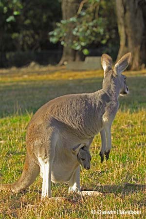 Cleland Wildlife Park-8108