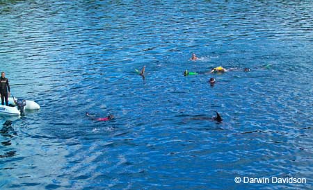 Bay Of Islands Cruise, Dolphins and Swimmers-9170