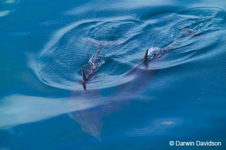 Bay Of Islands Cruise, Dolphins-9161