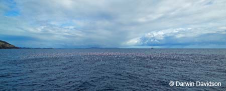 Bay Of Islands Cruise, Seabirds-9233