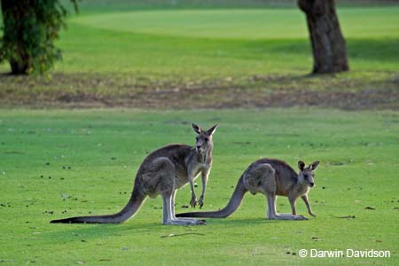 Anglesea Golf Club-7696