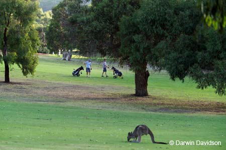 Anglesea Golf Club-7698