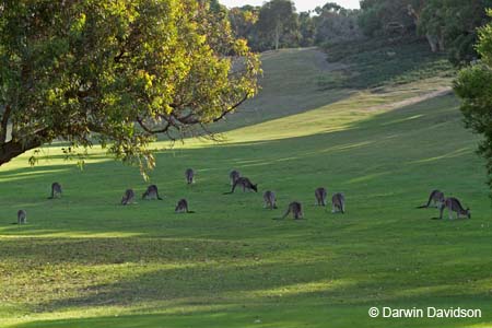 Anglesea Golf Club-7700