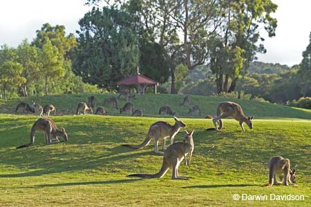 Anglesea Golf Club-7720