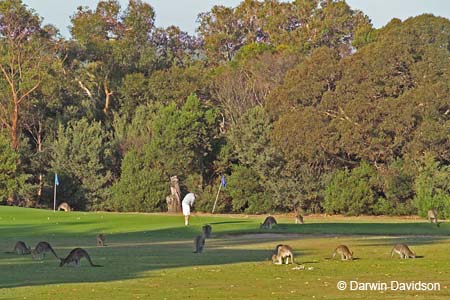 Anglesea Golf Club-7724