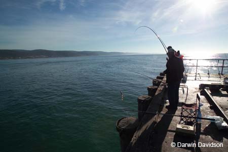 Early Morning Catch, Lorne, Victoria-7750