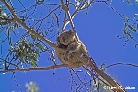 Koala, Kennett River, Victoria-7783