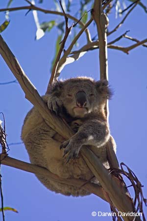 Koala, Kennett River, Victoria-7786