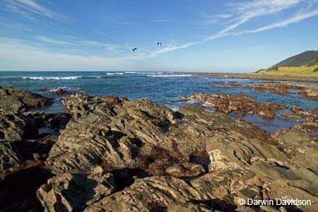 Shoreline Rocks, Lorne, Victoria-7759