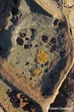 Shoreline Rocks, Lorne, Victoria-7769