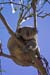 Koala, Kennett River, Victoria-7786