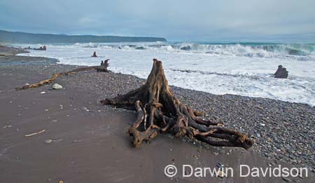 Bruce Bay on the Tasman Sea-9800