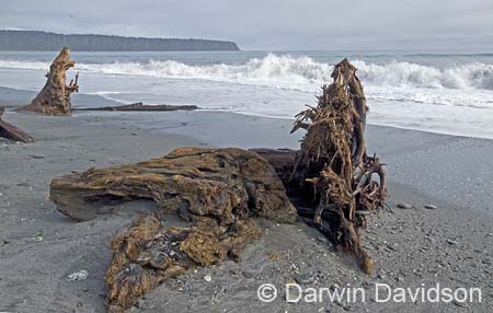 Bruce Bay on the Tasman Sea-9805