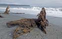 Bruce Bay on the Tasman Sea-9805