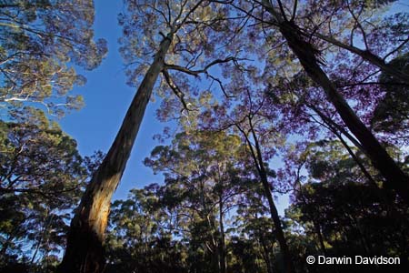 Lerderberg State Park, Blackwood, Victoria-7603