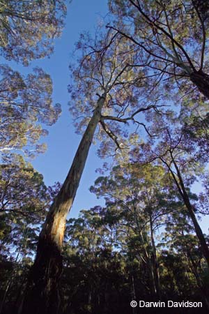 Lerderberg State Park, Blackwood, Victoria-7604