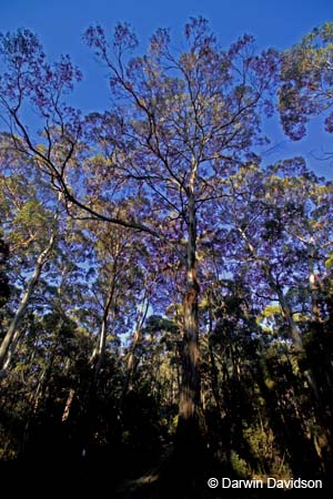 Lerderberg State Park, Blackwood, Victoria-7607