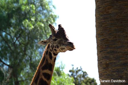 Melbourne Zoo-7518