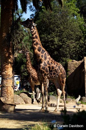 Melbourne Zoo-7520