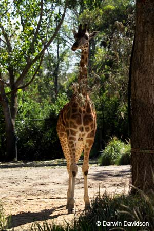 Melbourne Zoo-7522