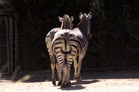 Melbourne Zoo-7526