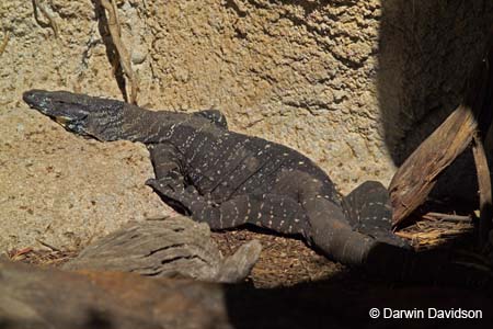 Melbourne Zoo-7545