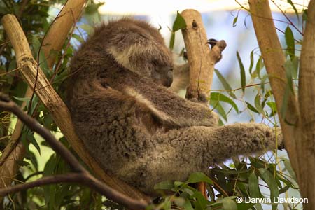 Melbourne Zoo-7548