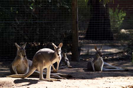 Melbourne Zoo-7563