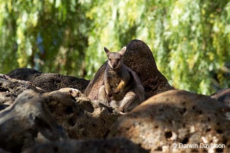 Melbourne Zoo-7573