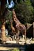 Melbourne Zoo-7520