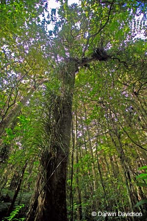 Kauri Forest-9077