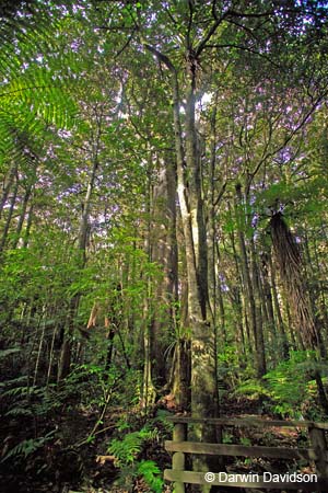 Kauri Forest-9078