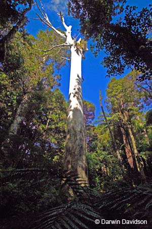 Kauri Forest-9080