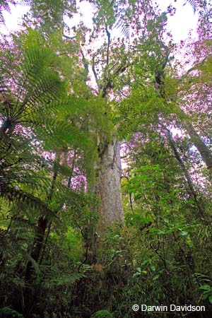 Kauri Forest-9096