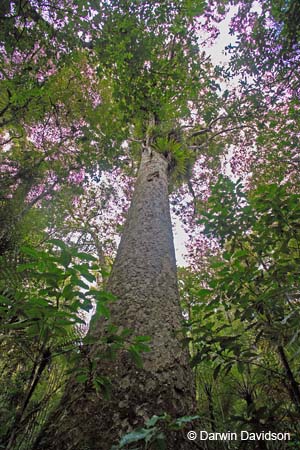 Kauri Forest-9098