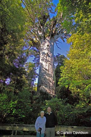 Mary and Jock with Tane Mahuta, Kauri Forest-9126