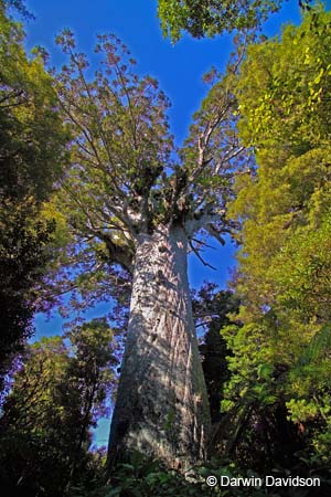 Tane Mahuta, Kauri Forest-9116