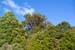 Kauri Forest-9105