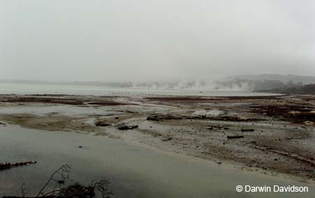 Rotoru Geothermal Vents-0384