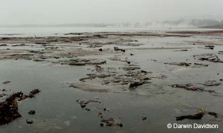 Rotoru Geothermal Vents-0389